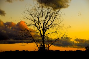 SUNSET AND TREE